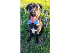 Adopt Snuggle Muffins a Black - with White Labrador Retriever / Mixed Breed