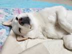 Adopt Duna a White Jindo / Mixed dog in Duluth, GA (37720844)