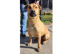 Adopt Bubba a Tan/Yellow/Fawn Hound (Unknown Type) / Mixed dog in South Park