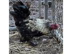 Adopt Brooster a Chicken bird in Quakertown, PA (37721295)