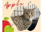 Adopt Apple a Brown Tabby Domestic Shorthair (short coat) cat in Glenwood