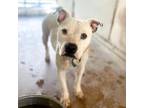Adopt Galaxy a White - with Tan, Yellow or Fawn Pit Bull Terrier / Mixed dog in