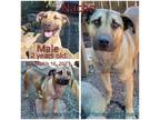 Adopt Nacho a Tan/Yellow/Fawn Mixed Breed (Medium) / Mixed dog in Boaz