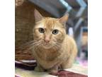 Adopt Abbott a Orange or Red Domestic Shorthair (short coat) cat in Wahiawa