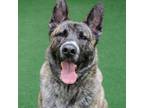 Adopt Tank a Brindle Dutch Shepherd / Akita / Mixed dog in San Francisco