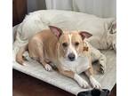 Adopt Toby a Tan/Yellow/Fawn - with White Corgi / Labrador Retriever / Mixed dog