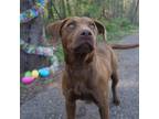 Adopt Rally a Brown/Chocolate Mixed Breed (Large) / Mixed dog in Monroeville