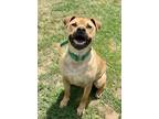 Adopt Duke a Tan/Yellow/Fawn - with White American Staffordshire Terrier / Mixed
