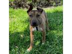 Adopt Austin a Tan/Yellow/Fawn Rhodesian Ridgeback / Staffordshire Bull Terrier