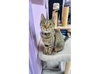 Adopt Lovey a Tiger Striped Domestic Shorthair (short coat) cat in Rome