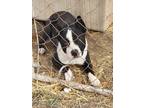 Adopt Yeager a Black - with White Boston Terrier / Mixed Breed (Medium) dog in