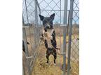 Adopt Ransom a Black - with White Pit Bull Terrier / Mixed dog in Crosbyton