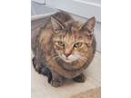 Adopt Pheobe a Calico or Dilute Calico Domestic Shorthair (short coat) cat in