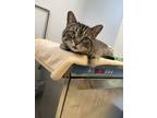 Adopt Grayson a Brown Tabby Domestic Shorthair (short coat) cat in Rome