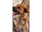 Adopt Johnny a Tan/Yellow/Fawn - with Black Labrador Retriever / Mixed Breed