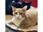 Adopt Tuck a Orange or Red Domestic Shorthair / Mixed cat in Ridgeland