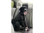 Adopt Mia a Black - with White Labrador Retriever / Flat-Coated Retriever /