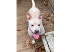 Adopt Arabella a White American Pit Bull Terrier / Mixed dog in Carlisle