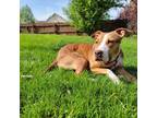 Adopt Avery a Brown/Chocolate Pit Bull Terrier / Mixed dog in Riverwoods