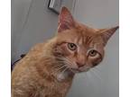 Adopt Garfield a Orange or Red (Mostly) American Shorthair (short coat) cat in