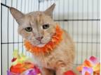 Adopt Harold a Orange or Red Tabby Domestic Shorthair (short coat) cat in