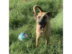 Adopt Red CD a Tan/Yellow/Fawn Belgian Malinois / Mixed Breed (Medium) / Mixed