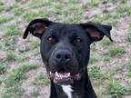 Adopt Bruno a Black Mixed Breed (Medium) / Mixed dog in Georgetown