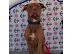 Adopt Bruno a Brown/Chocolate Pit Bull Terrier / Labrador Retriever / Mixed dog
