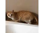 Adopt Garfield a Orange or Red American Shorthair / Mixed cat in Fort Wayne