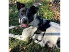 Adopt Hope a Black German Shepherd Dog / Mixed dog in Fort Wayne, IN (37936209)