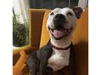Adopt Koa a Black Pit Bull Terrier / Mixed dog in Fort Wayne, IN (37936210)