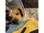Adopt Max a Tan/Yellow/Fawn Basenji / Mixed dog in Fort Wayne, IN (37936212)