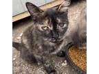 Adopt Momma a All Black American Shorthair / Mixed cat in Fort Wayne