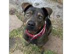 Adopt Duncan a Brown/Chocolate Dutch Shepherd / Mixed dog in Fort Wayne