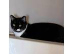 Adopt Bob a All Black American Shorthair / Mixed cat in Fort Wayne