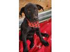 Adopt Jack a Black Labrador Retriever / Mixed Breed (Medium) / Mixed dog in