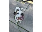 Adopt Roland Chip a White Mixed Breed (Large) / Mixed dog in Cincinnati