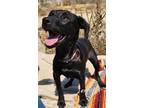 Adopt Jennifer a Black Labrador Retriever / Mixed Breed (Medium) / Mixed dog in