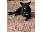 Adopt Gorda a Black - with White Australian Cattle Dog / Mixed Breed (Medium)