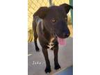 Adopt Jake a Black - with White Labrador Retriever / Mixed Breed (Medium) /