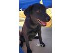 Adopt Jerry a Black - with White Labrador Retriever / Mixed Breed (Medium) /