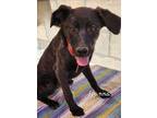 Adopt Joanna a Brindle Mixed Breed (Medium) / Mixed dog in Calexico