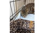 Adopt Nala a Domestic Shorthair / Mixed (short coat) cat in Coshocton
