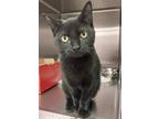 Adopt PEA a Domestic Shorthair / Mixed (short coat) cat in Sandusky