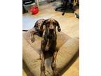 Adopt Harlo a Great Dane / Mixed dog in Dallas, TX (35227472)