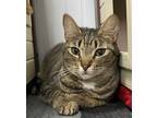 Adopt Eloise a Brown Tabby Domestic Shorthair / Mixed (short coat) cat in Panama