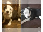 American Pit Bull Terrier PUPPY FOR SALE ADN-733527 - Rugrat Twins