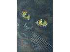 Aceo Orig Black Cat Kitten Gold Eyes Happy New Year from Twofrogfarm