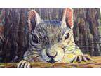 Original Acrylic 4x6 Painting 'There You Are!' Squirrel Acorns Animals by C Shel