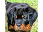 Rottweiler Puppy for sale in Lake Panasoffkee, FL, USA